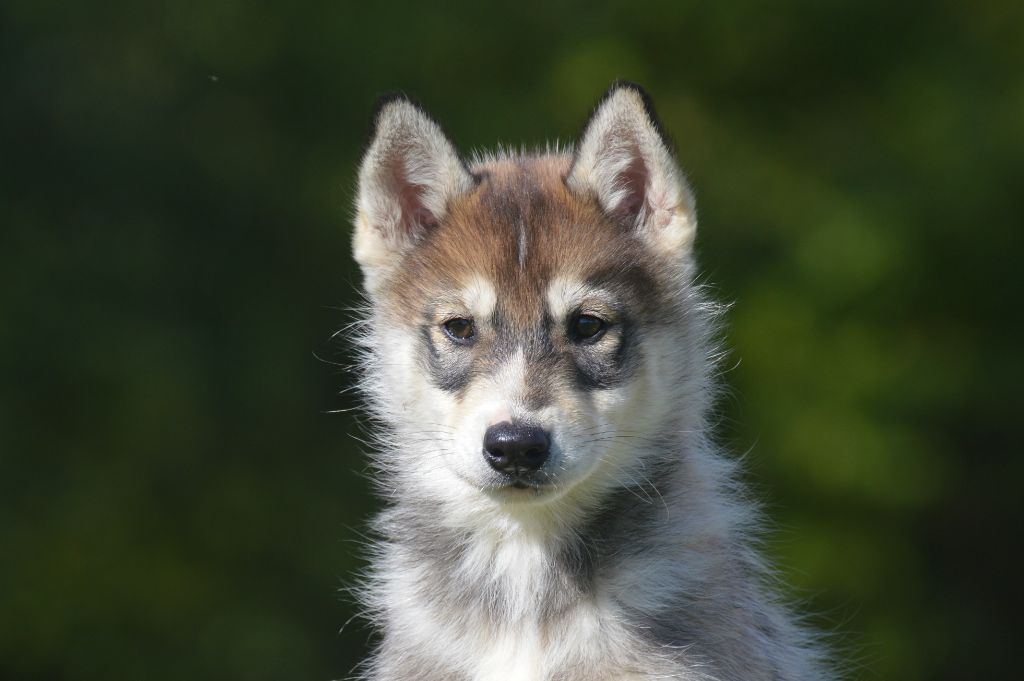 Des Fleurs D'Etoiles - Siberian Husky - Portée née le 09/08/2020