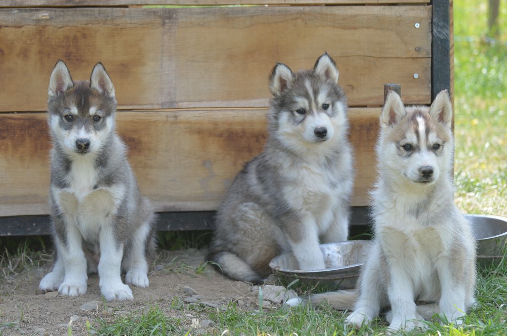 Des Fleurs D'Etoiles - Siberian Husky - Portée née le 08/04/2019