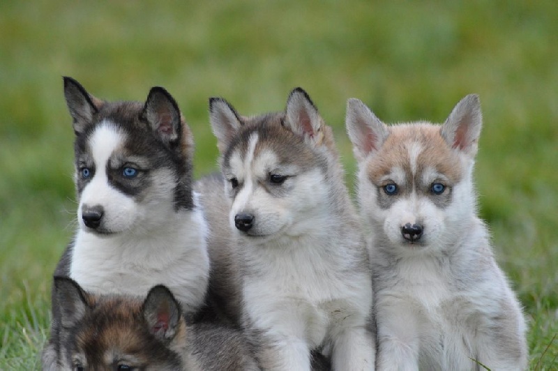Des Fleurs D'Etoiles - Siberian Husky - Portée née le 04/01/2015